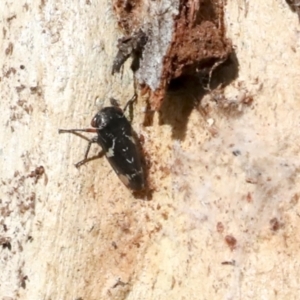 Eurymeloides bicincta at Holt, ACT - 9 Jul 2021