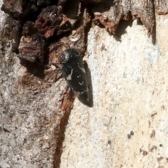 Eurymeloides bicincta at Holt, ACT - 9 Jul 2021