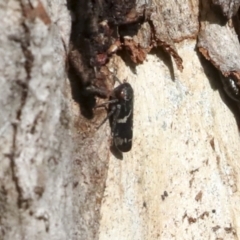 Eurymeloides bicincta at Holt, ACT - 9 Jul 2021