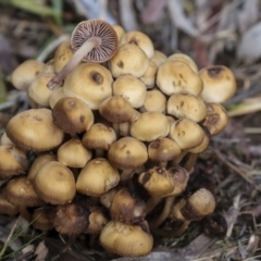 zz agaric (stem; gills not white/cream) at Holt, ACT - 9 Jul 2021 by AlisonMilton