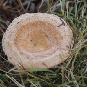 Lactarius deliciosus at Holt, ACT - 9 Jul 2021