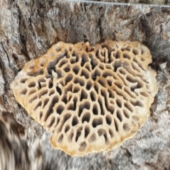 Hexagonia vesparia at Cook, ACT - 9 Jul 2021 09:43 AM