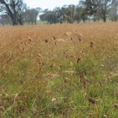 Themeda triandra (Kangaroo Grass) at Holt, ACT - 10 Feb 2016 by sangio7