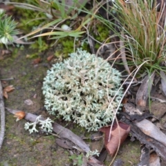 Cladia corallaizon at Yass River, NSW - 4 Jul 2021 by 120Acres