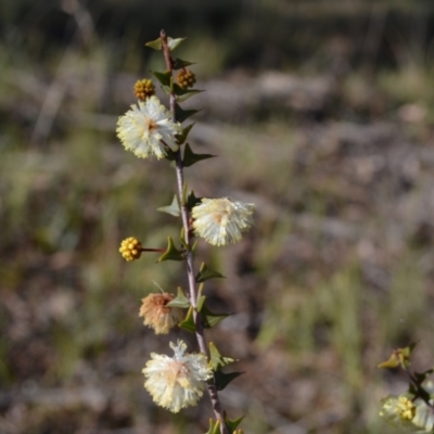 Acacia gunnii (Ploughshare Wattle) at Yass River, NSW - 10 Jul 2021 by 120Acres