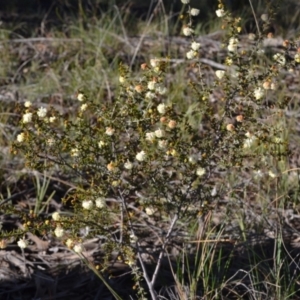 Acacia gunnii at Yass River, NSW - 10 Jul 2021