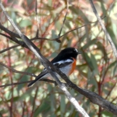 Petroica boodang (Scarlet Robin) at Wandiyali-Environa Conservation Area - 10 Jul 2021 by Wandiyali