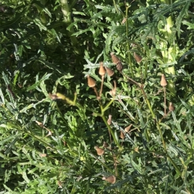 Senecio bathurstianus (Rough Fireweed) at Hughes, ACT - 10 Jul 2021 by ruthkerruish