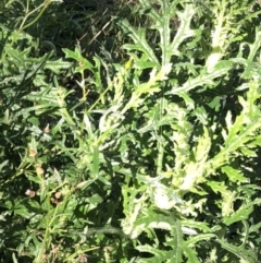 Senecio bathurstianus at Hughes, ACT - 10 Jul 2021