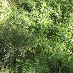 Senecio bathurstianus at Hughes, ACT - 10 Jul 2021