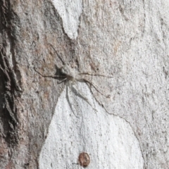 Tamopsis sp. (genus) (Two-tailed spider) at Hawker, ACT - 10 Jul 2021 by AlisonMilton