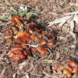 zz agaric (stem; gills not white/cream) at Hawker, ACT - 10 Jul 2021