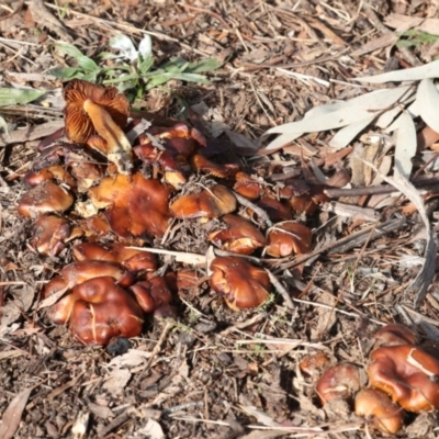 zz agaric (stem; gills not white/cream) at Hawker, ACT - 10 Jul 2021 by AlisonMilton