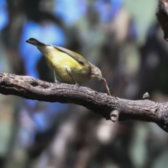 Smicrornis brevirostris (Weebill) at Higgins, ACT - 9 Jul 2021 by AlisonMilton