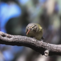 Smicrornis brevirostris at Higgins, ACT - 9 Jul 2021 01:53 PM