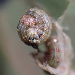 Mnesampela privata at Hawker, ACT - 29 Jun 2021