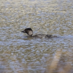 Biziura lobata (Musk Duck) at Tuggeranong Creek to Monash Grassland - 10 Jul 2021 by RodDeb