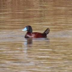 Oxyura australis (Blue-billed Duck) at Tuggeranong Creek to Monash Grassland - 10 Jul 2021 by RodDeb