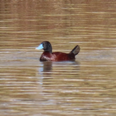 Oxyura australis (Blue-billed Duck) at Monash, ACT - 10 Jul 2021 by RodDeb