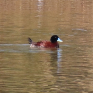 Oxyura australis at Monash, ACT - 10 Jul 2021