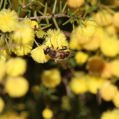 Unidentified Bee (Hymenoptera, Apiformes) at Castle Creek, VIC - 10 Jul 2021 by Kyliegw