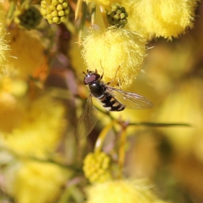 Melangyna sp. (genus) (Hover Fly) at Castle Creek, VIC - 10 Jul 2021 by Kyliegw