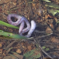 Oligochaeta (class) (Unidentified earthworm) at The Pinnacle - 3 Jul 2021 by AlisonMilton
