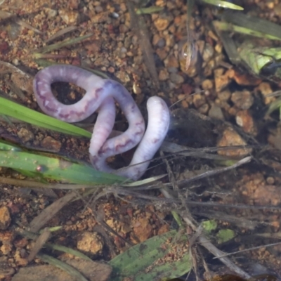 Oligochaeta (class) (Unidentified earthworm) at The Pinnacle - 3 Jul 2021 by AlisonMilton