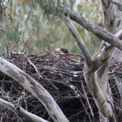 Aquila audax (Wedge-tailed Eagle) at Ainslie, ACT - 10 Jul 2021 by jb2602