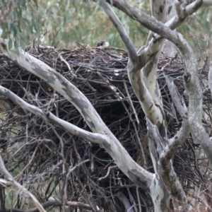 Aquila audax at Ainslie, ACT - 10 Jul 2021