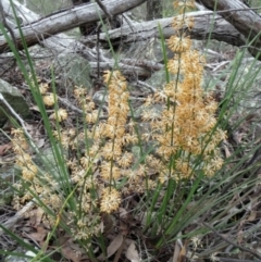 Lomandra multiflora (Many-flowered Matrush) at Hawker, ACT - 25 Oct 2020 by sangio7