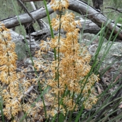 Lomandra multiflora at Hawker, ACT - 25 Oct 2020