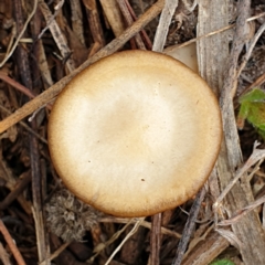 Unidentified Cap on a stem; gills below cap [mushrooms or mushroom-like] at Mount Painter - 8 Jul 2021 by drakes