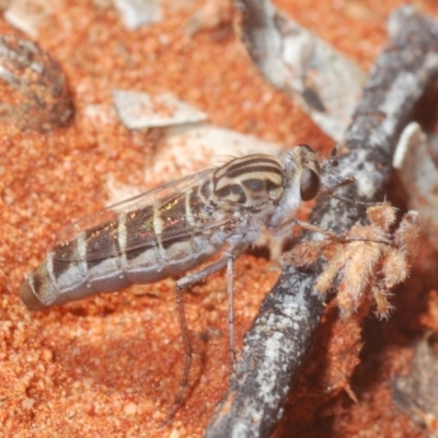 Unidentified True fly (Diptera) at Irymple, NSW - 16 Sep 2020 by Harrisi