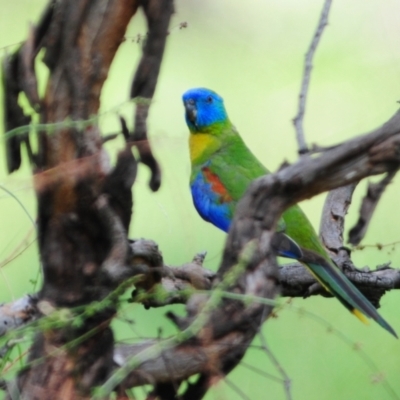 Neophema pulchella (Turquoise Parrot) at Grenfell, NSW - 22 Jan 2011 by Harrisi