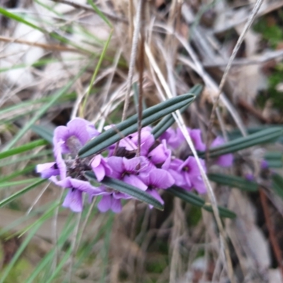 Hovea heterophylla (Common Hovea) at West Albury, NSW - 9 Jul 2021 by ClaireSee