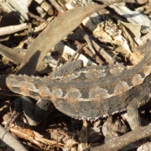 Rankinia diemensis at Faulconbridge, NSW - 20 Oct 2020