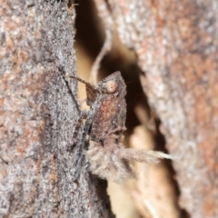 Platybrachys sp. (genus) (A gum hopper) at ANBG - 9 Apr 2021 by TimL