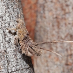 Platybrachys sp. (genus) at Downer, ACT - 9 Apr 2021