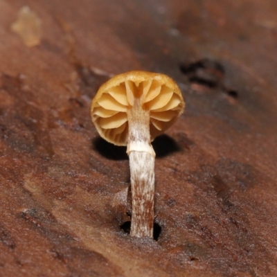 Unidentified Cap on a stem; gills below cap [mushrooms or mushroom-like] at Downer, ACT - 2 Jul 2021 by TimL