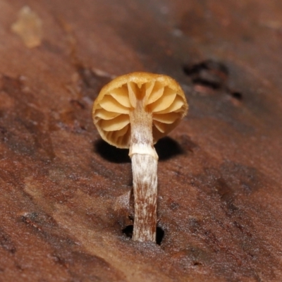 Unverified Cap on a stem; gills below cap [mushrooms or mushroom-like] - 1 Jan 1900 by TimL
