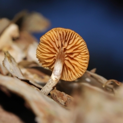Unverified Cap on a stem; gills below cap [mushrooms or mushroom-like] - 1 Jan 1900 by TimL