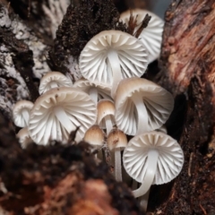 Mycena sp. (Mycena) at ANBG - 2 Jul 2021 by TimL