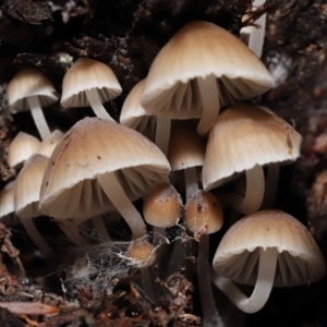 Mycena sp. at Acton, ACT - 2 Jul 2021