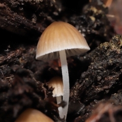 Mycena sp. at Acton, ACT - 2 Jul 2021 11:47 AM