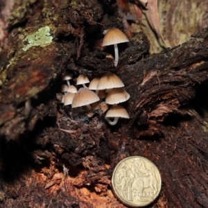 Mycena sp. at Acton, ACT - 2 Jul 2021 11:47 AM