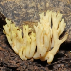 Ramaria sp. (A Coral fungus) at ANBG - 2 Jul 2021 by TimL