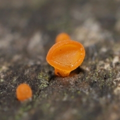 Heterotextus sp. (A yellow saprophytic jelly fungi) at ANBG - 2 Jul 2021 by TimL