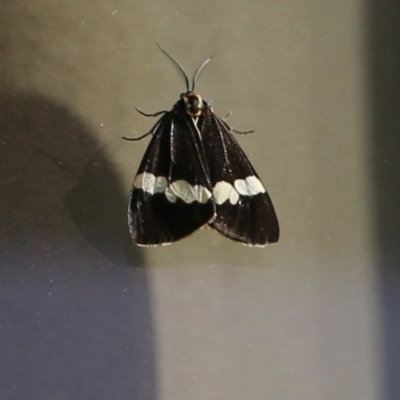 Nyctemera amicus (Senecio Moth, Magpie Moth, Cineraria Moth) at Pambula Beach, NSW - 24 Apr 2021 by KylieWaldon