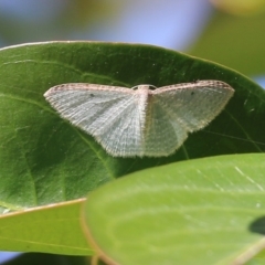 Poecilasthena pulchraria (Australian Cranberry Moth) at Pambula Beach, NSW - 24 Apr 2021 by KylieWaldon